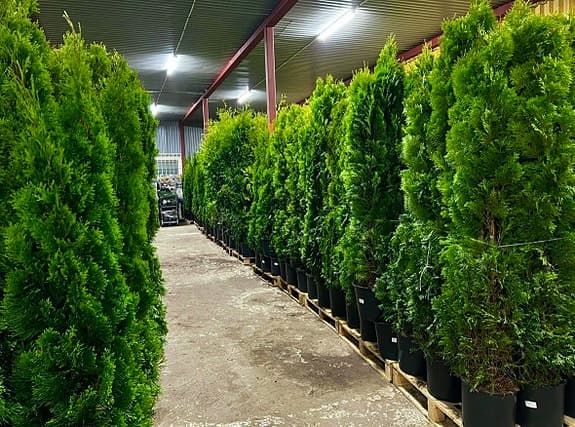 Thuja Smaragd 200-220cm krukodlade