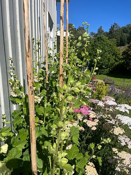 Träpinnar / växtstöd för trädgård