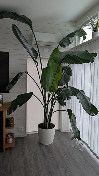 Grön växt modell större