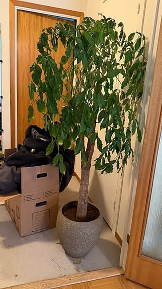 Grönt krukträd inomhusväxt