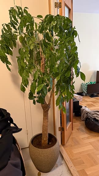 Grönt krukträd inomhusväxt