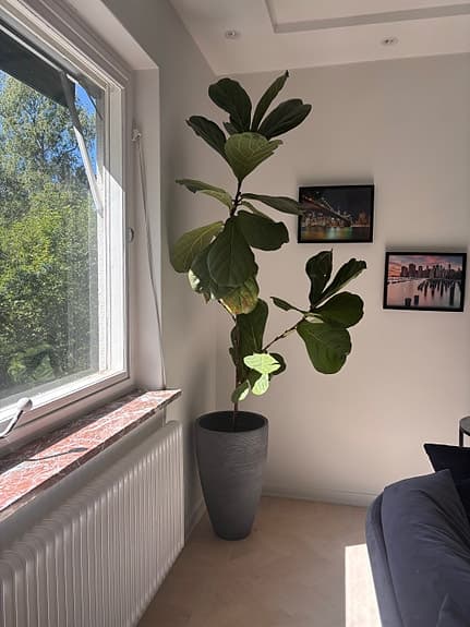 Stor Fiolfikus (Ficus lyrata) med exklusiv kruka