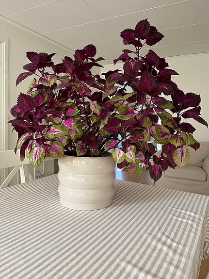 Gigantisk palettblads blomma inkl kruka