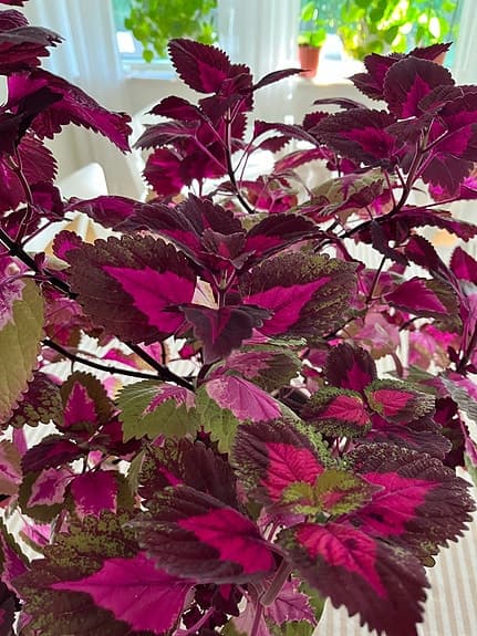 Gigantisk palettblads blomma inkl kruka