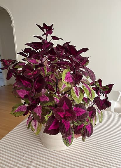 Gigantisk palettblads blomma inkl kruka