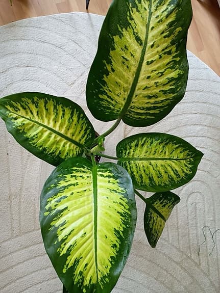 Grön krukväxt dieffenbachia
