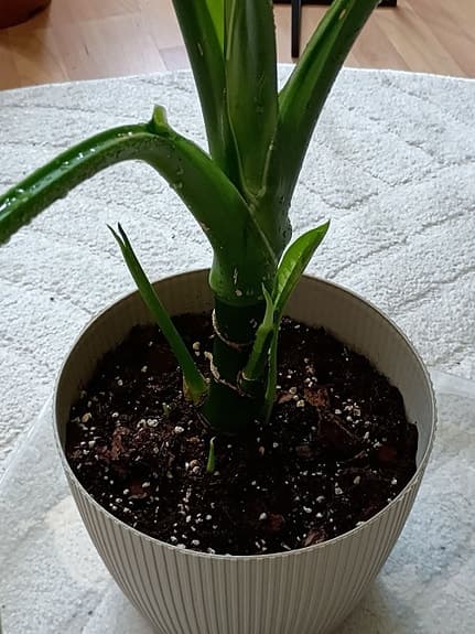Grön krukväxt dieffenbachia