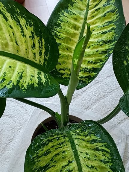 Grön krukväxt dieffenbachia