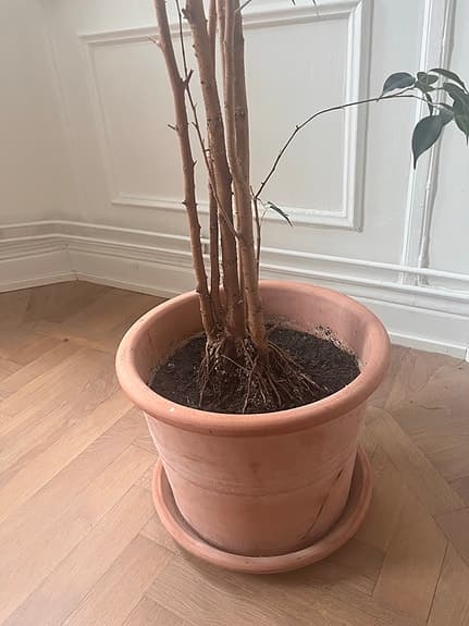 Stor krukväxt Benjaminfikus i italiensk terracottakruka