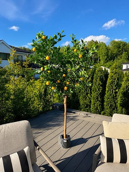 Citronträd (konstgjord) äkta stam