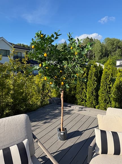 Citronträd (konstgjord) äkta stam