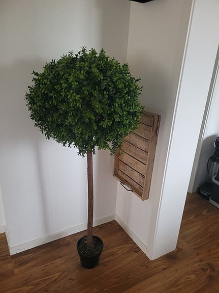 Plastkrukväxt
