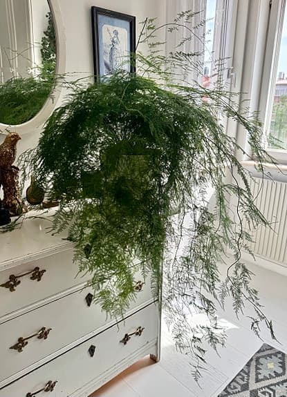 Stora gröna krukväxter och hängväxt