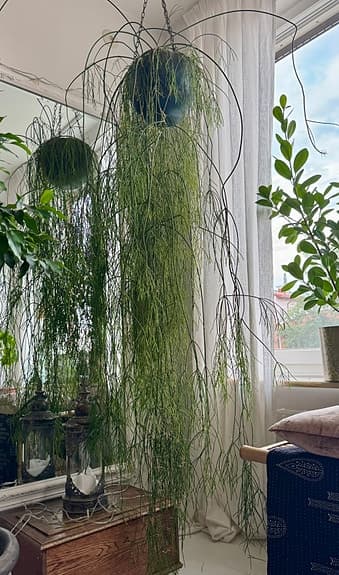 Stora gröna krukväxter och hängväxt