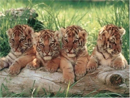 Ravensburger Puzzle 19219 - Wild Cats [1.000 Teile]