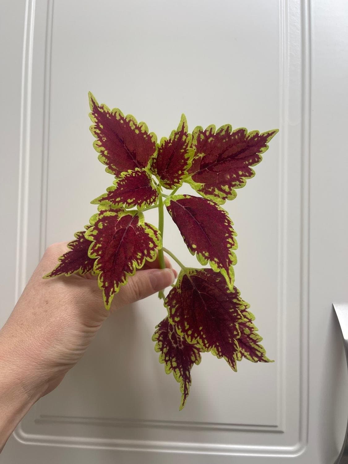 Palettblad, coleus Main Street Oxford Street