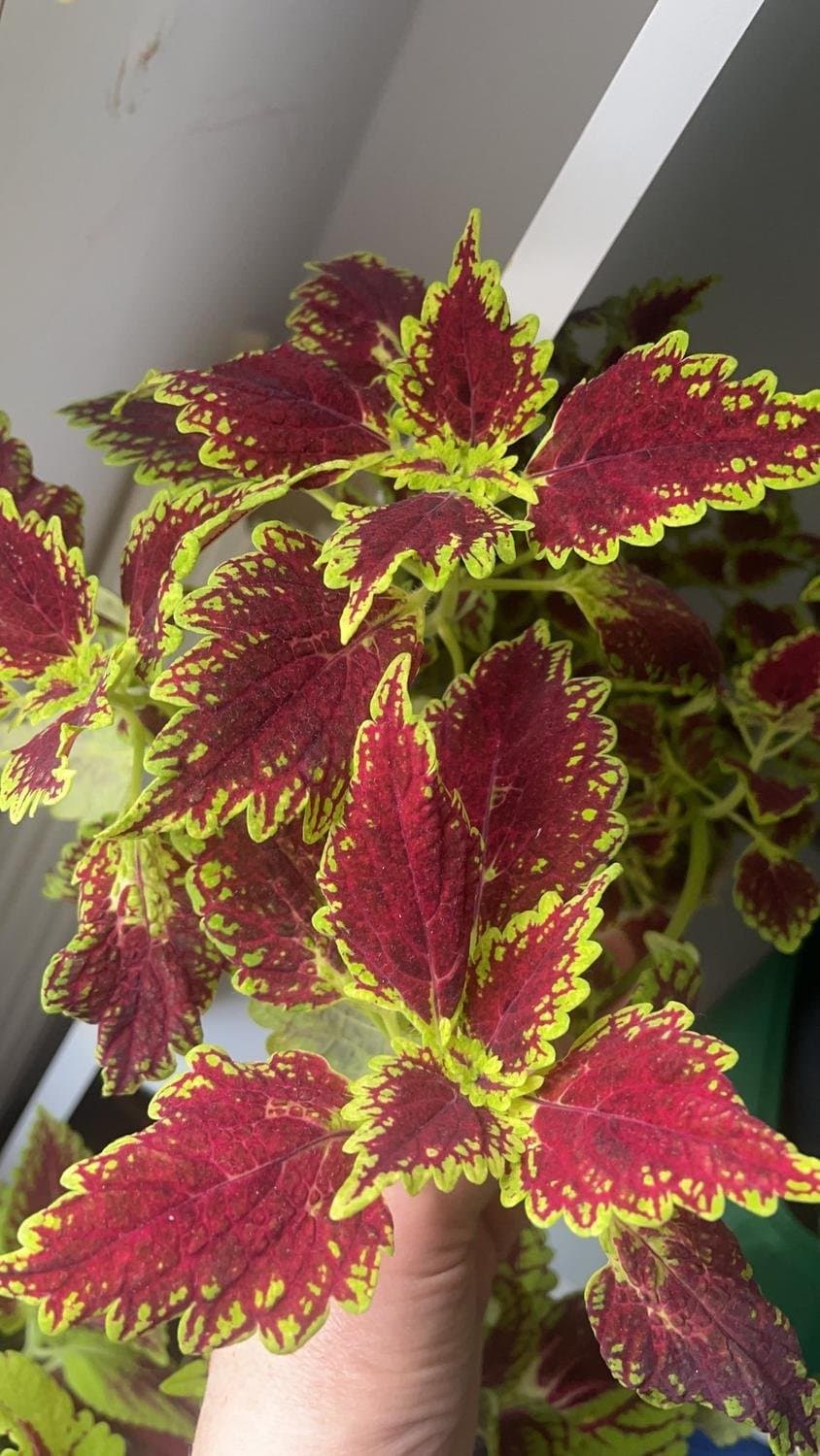 Palettblad, coleus Main Street Oxford Street