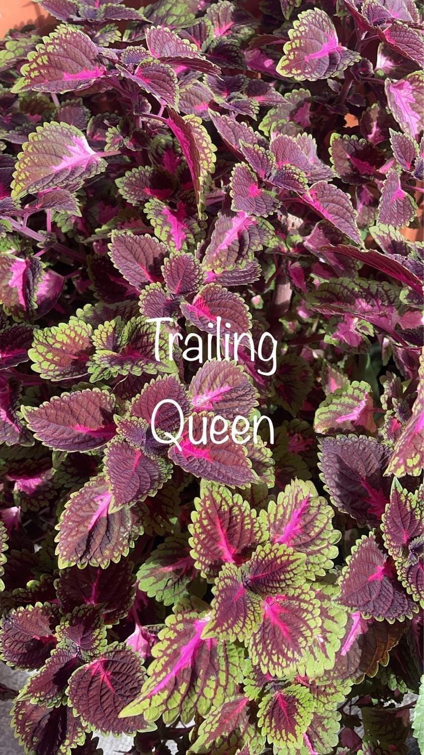 Palettblad, coleus Trailing Queen