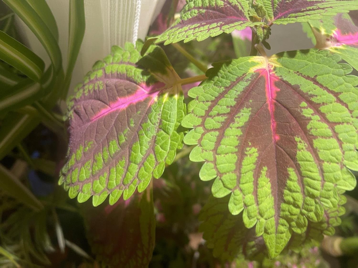 Palettblad, coleus Trailing Queen