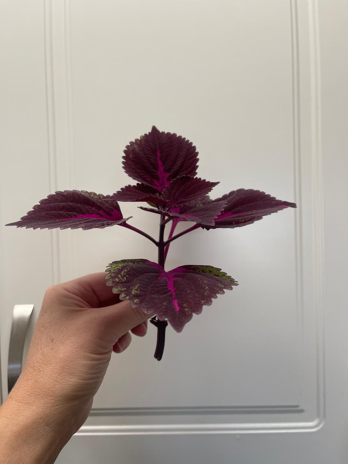 Palettblad, coleus China Rose