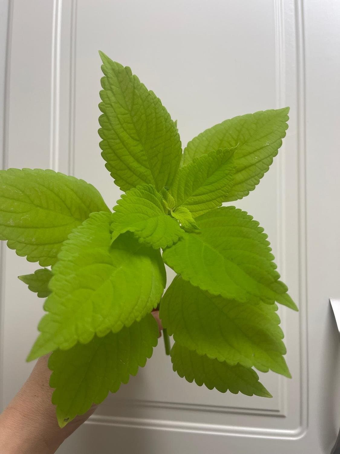 Palettblad, Coleus Premium Sun Lime Delight