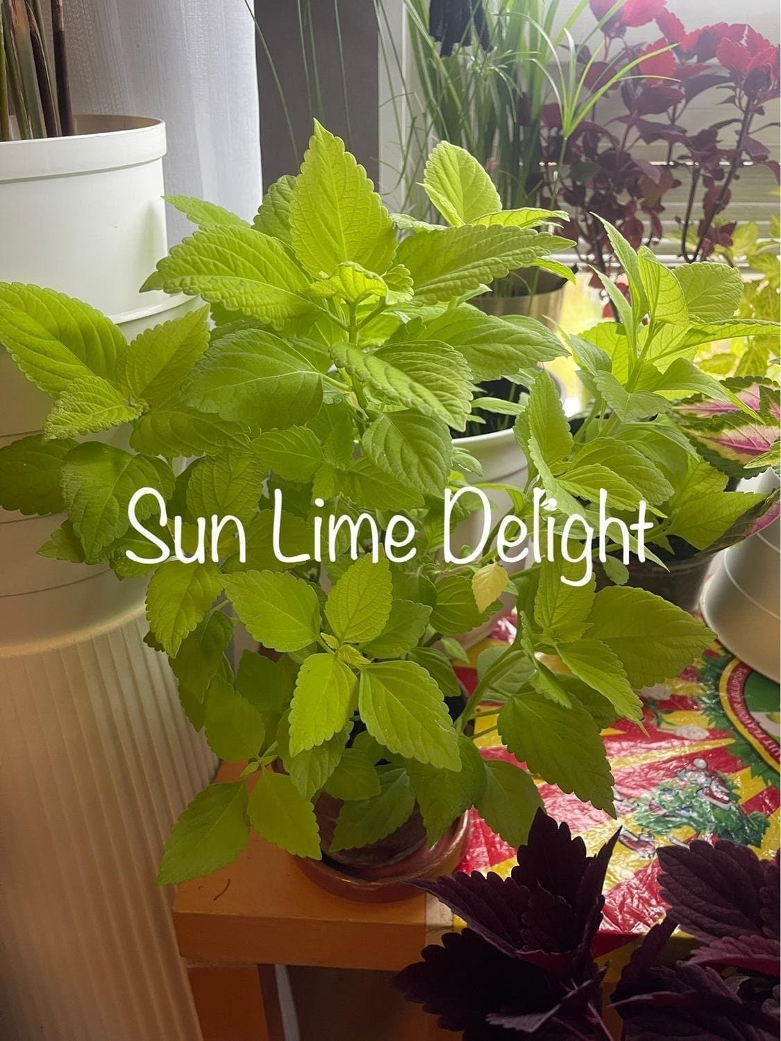 Palettblad, Coleus Premium Sun Lime Delight