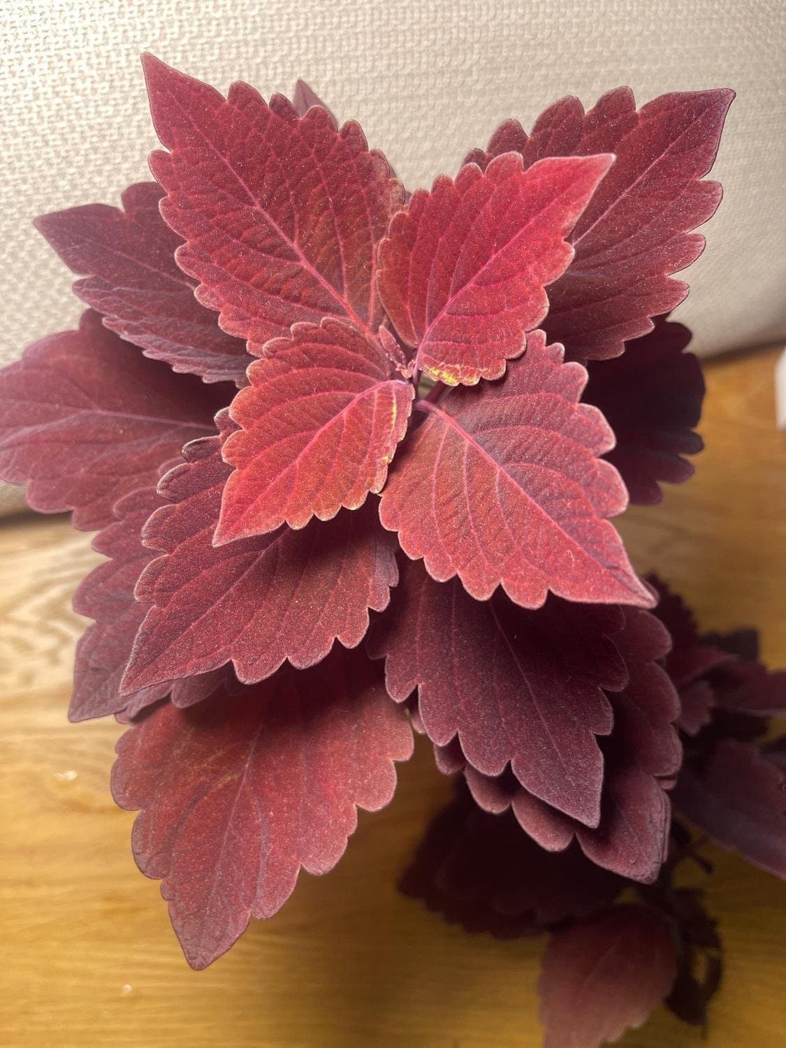 Palettblad, Coleus Marooned