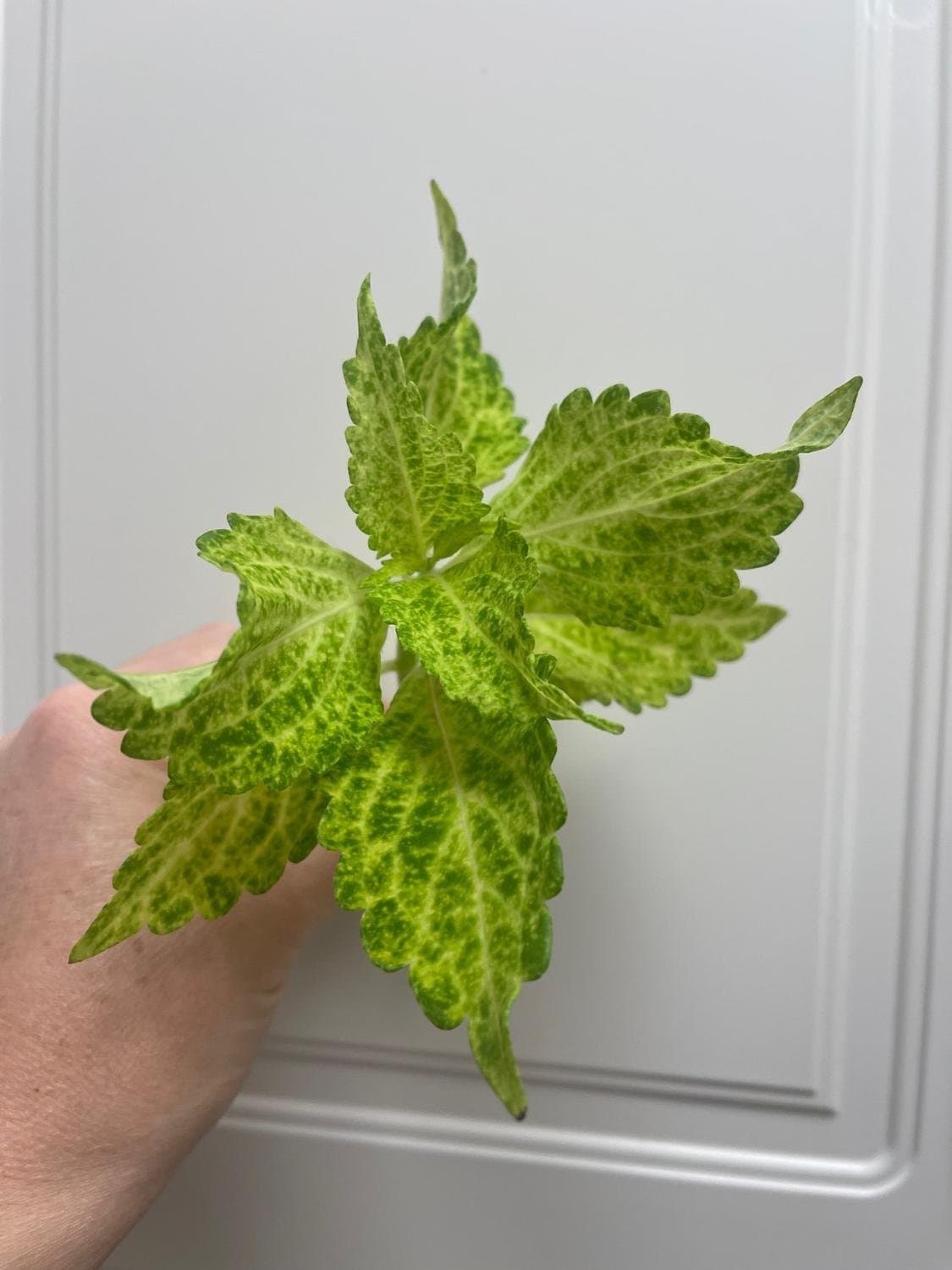 Palettblad, Coleus Main Street River Walk
