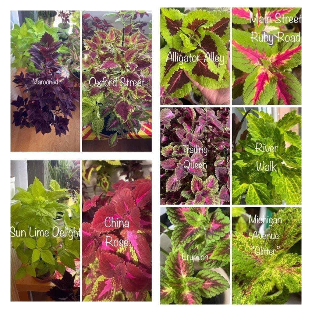 Palettblad, Coleus Main Street River Walk