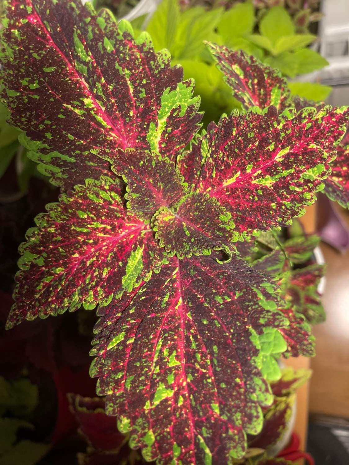 Palettblad, coleus Main Street Michigan Avenue