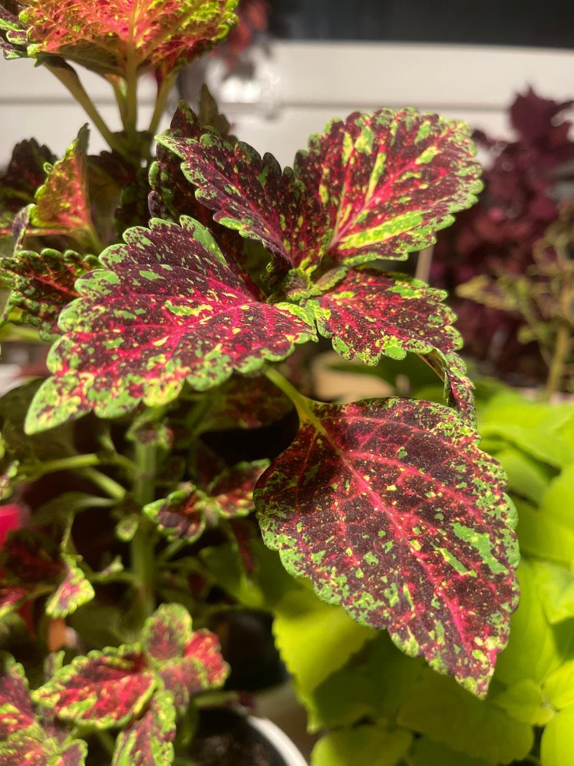 Palettblad, coleus Main Street Michigan Avenue