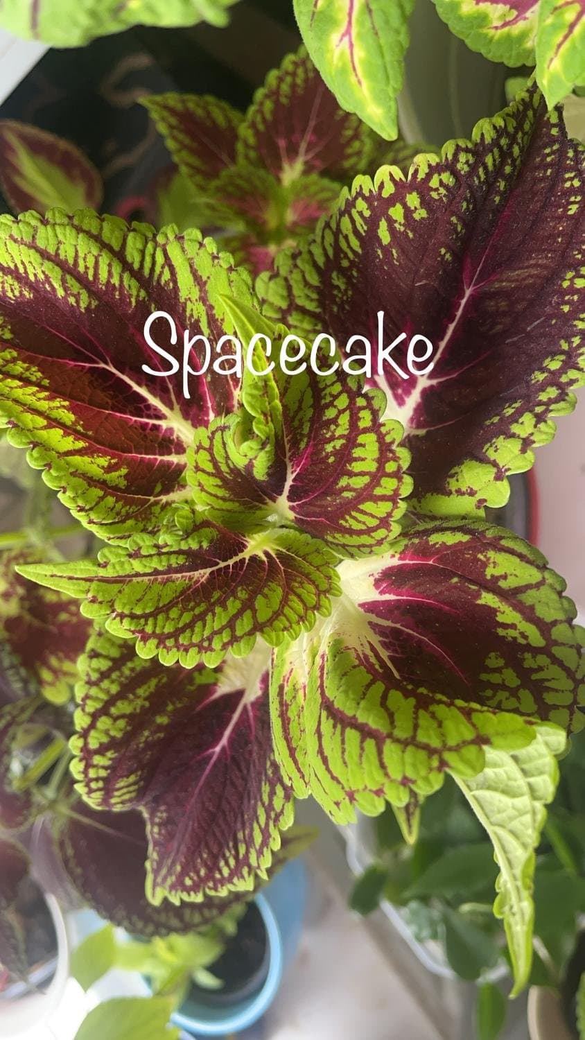 Palettblad Coleus Stained Glasswork Spacecake växt planta stickling