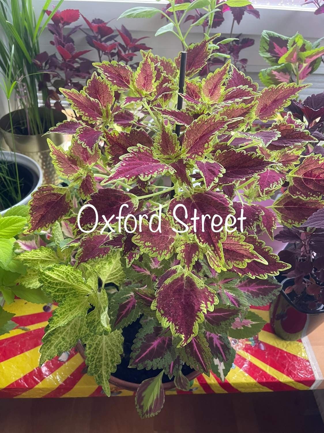Palettblad, coleus Oxford Street
