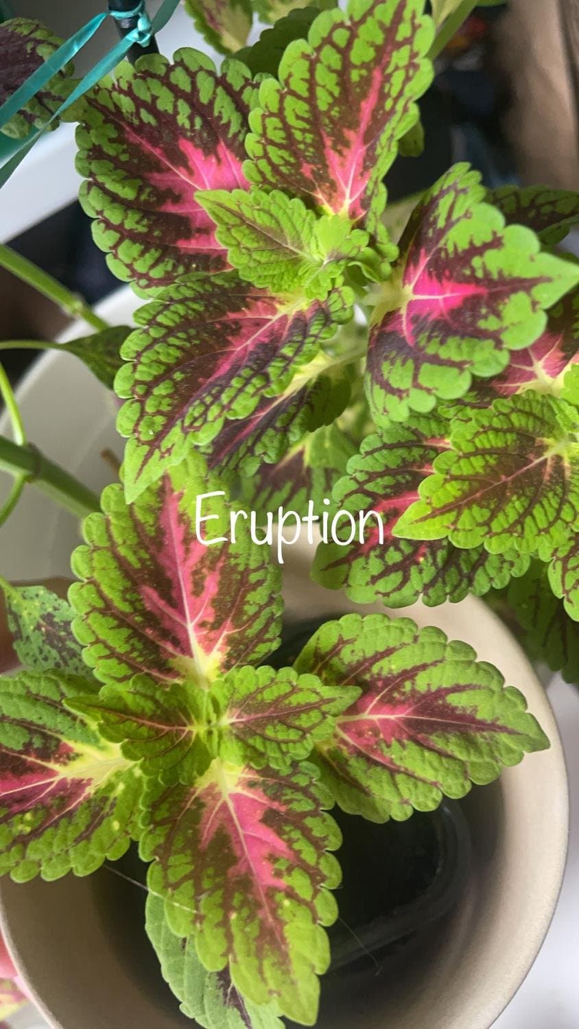 Palettblad, coleus Stained Glassworks Eruption