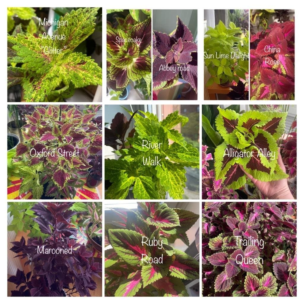 Palettblad, coleus Stained Glassworks Eruption