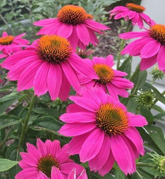 RUDBECKIA 'WILDBERRY'