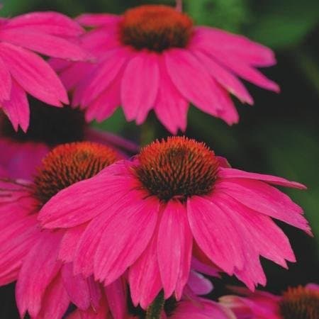 RUDBECKIA 'WILDBERRY'
