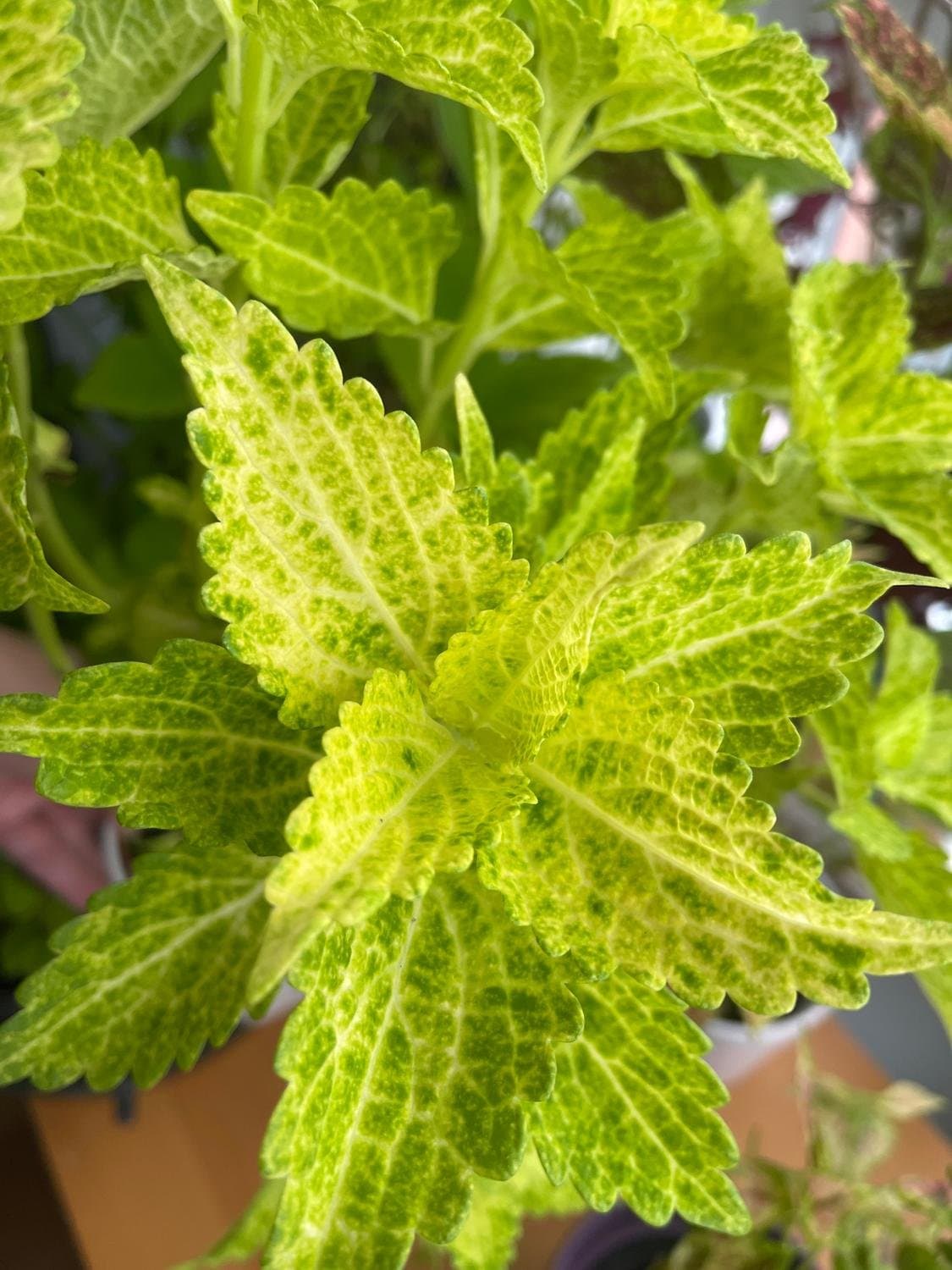 Palettblad, Coleus Main Street River Walk