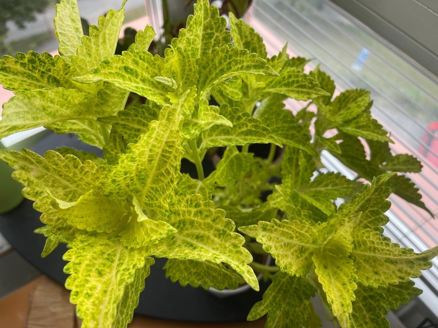 Palettblad, Coleus Main Street River Walk