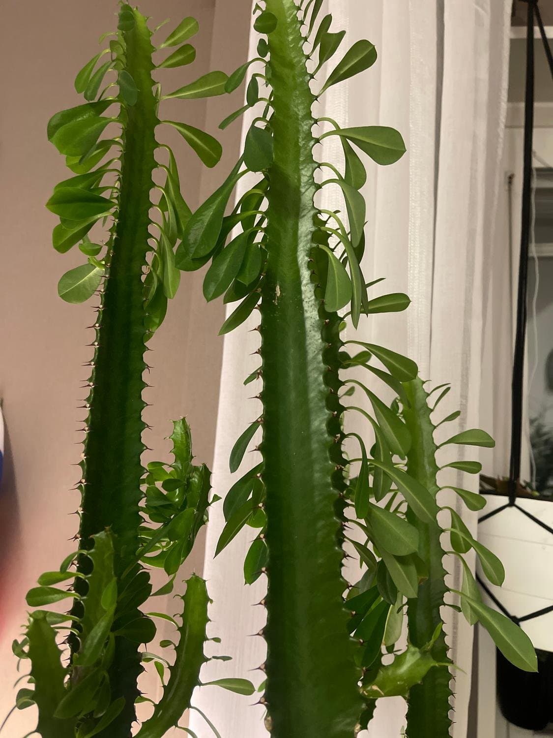 High Chaparral, Euphorbia trigona
