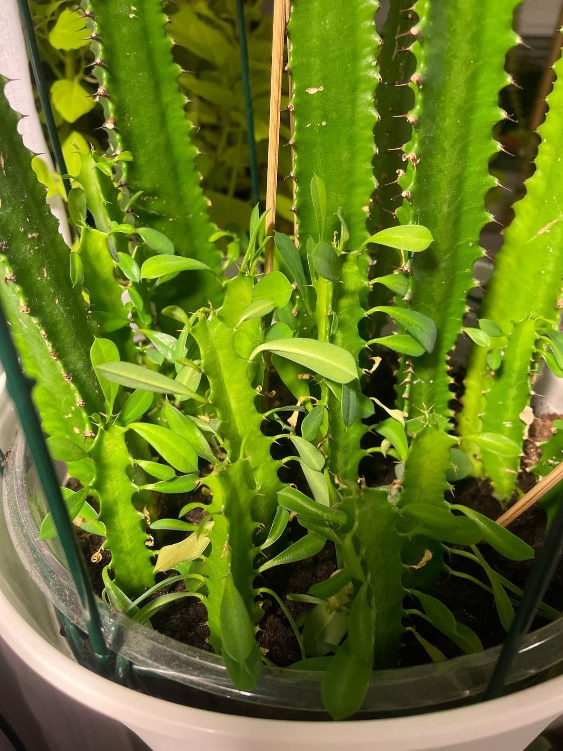 High Chaparral, Euphorbia trigona