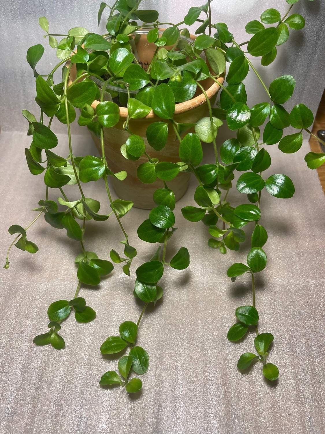 Linspeperomia