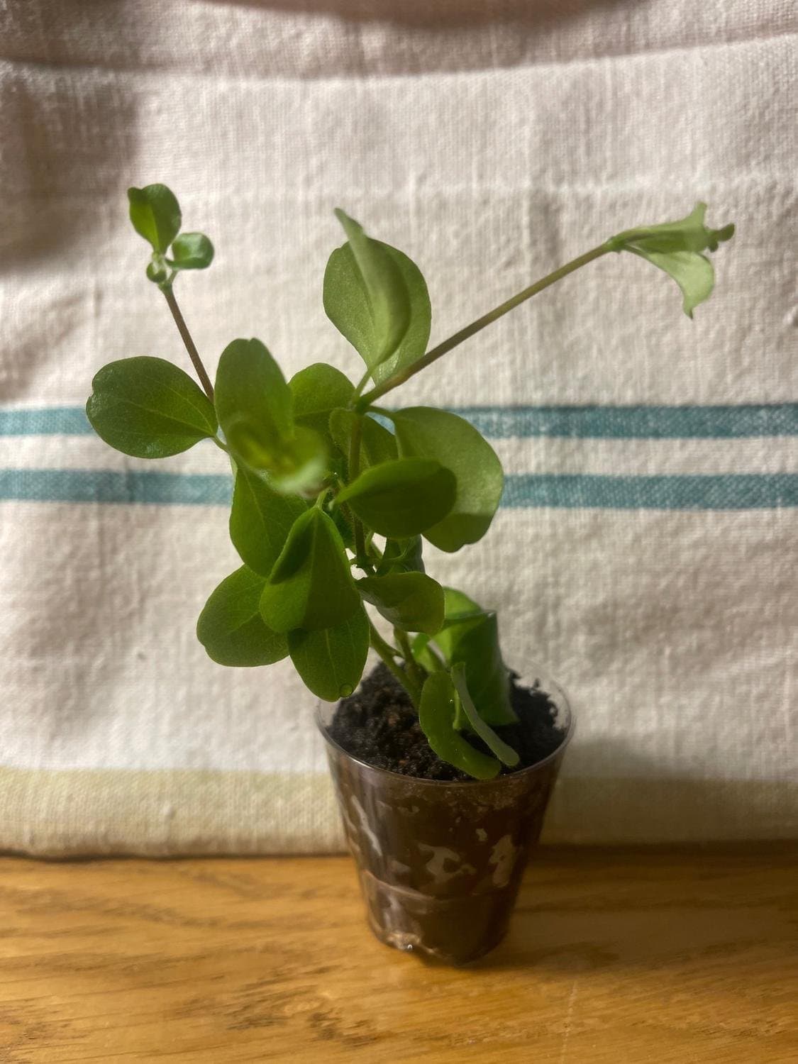 Linspeperomia