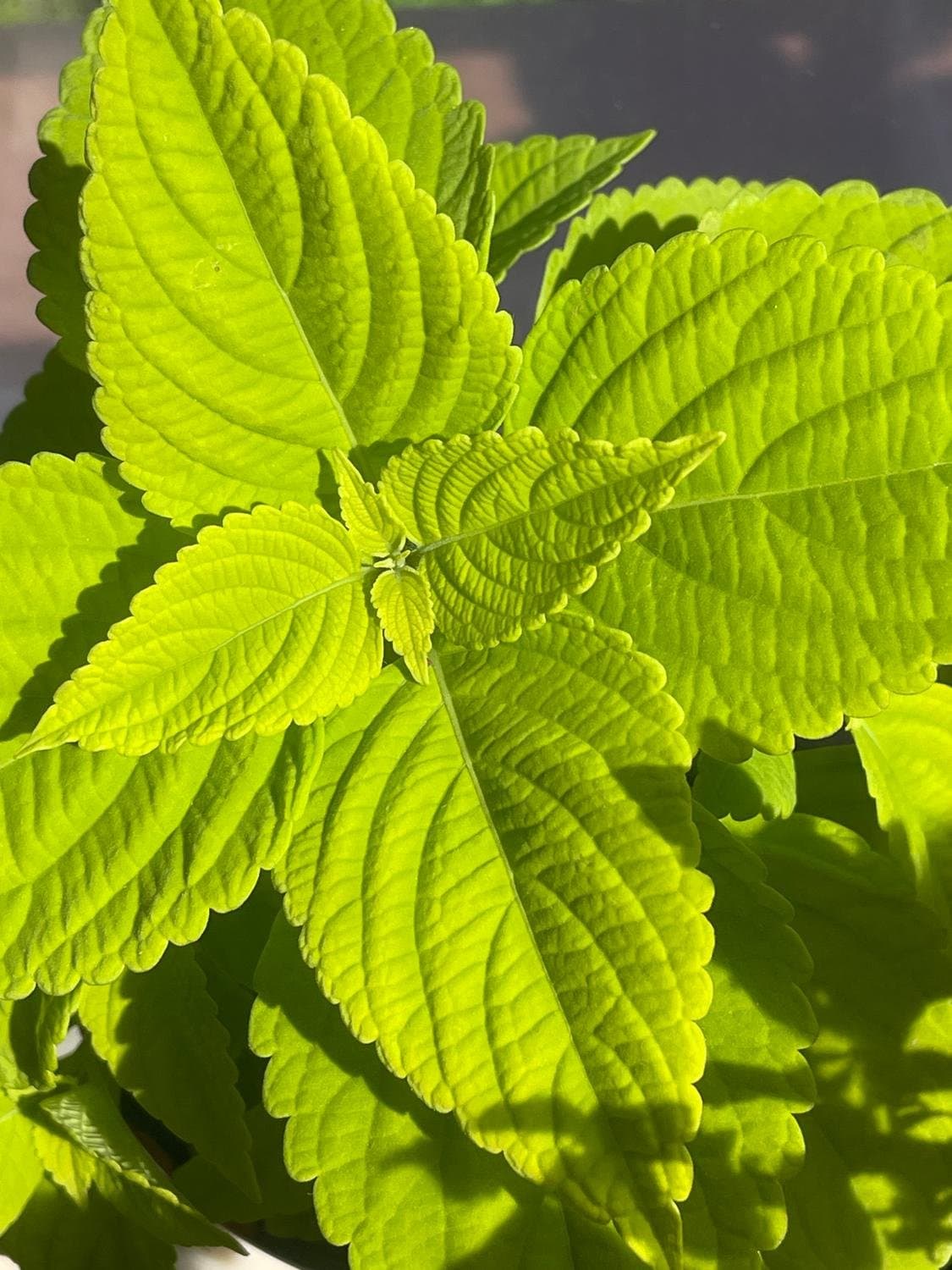Coleus, Palettblad Premium Sun Lime Delight