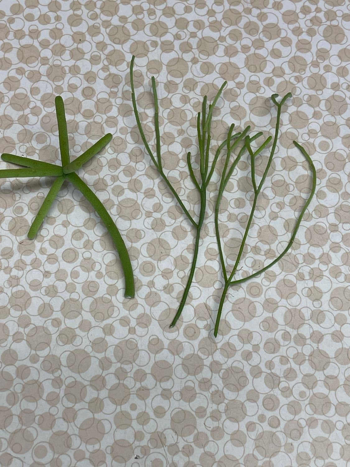 Rhipsalis, mistelkaktus, Ampelväxt
