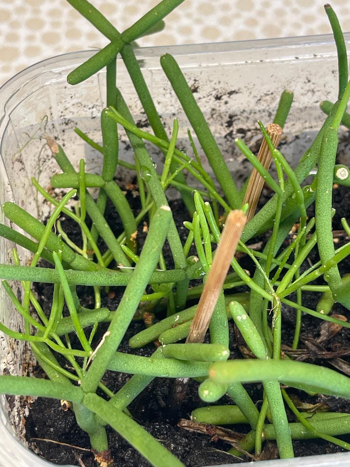 Rhipsalis, mistelkaktus, Ampelväxt