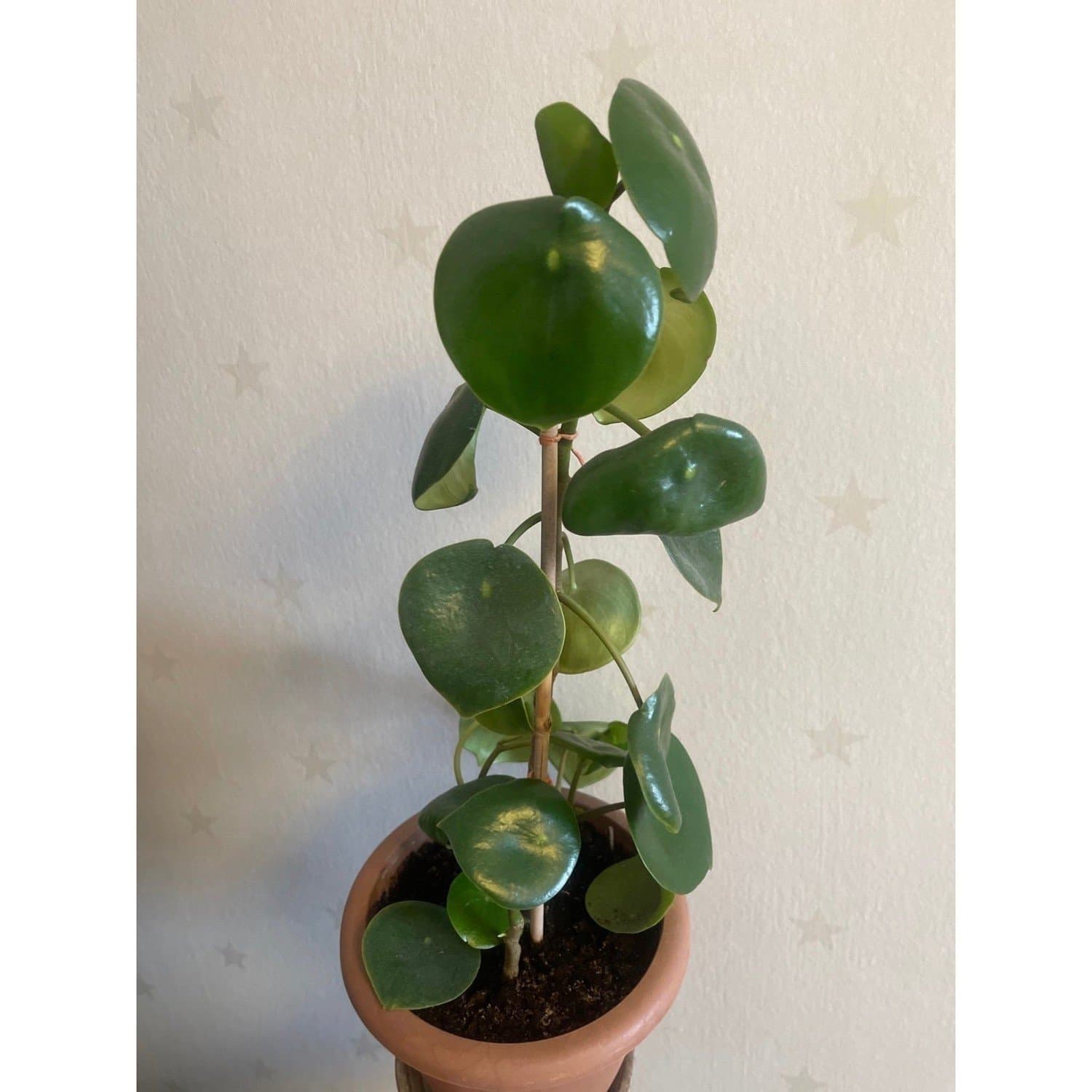 Peperomia "Raindrop”