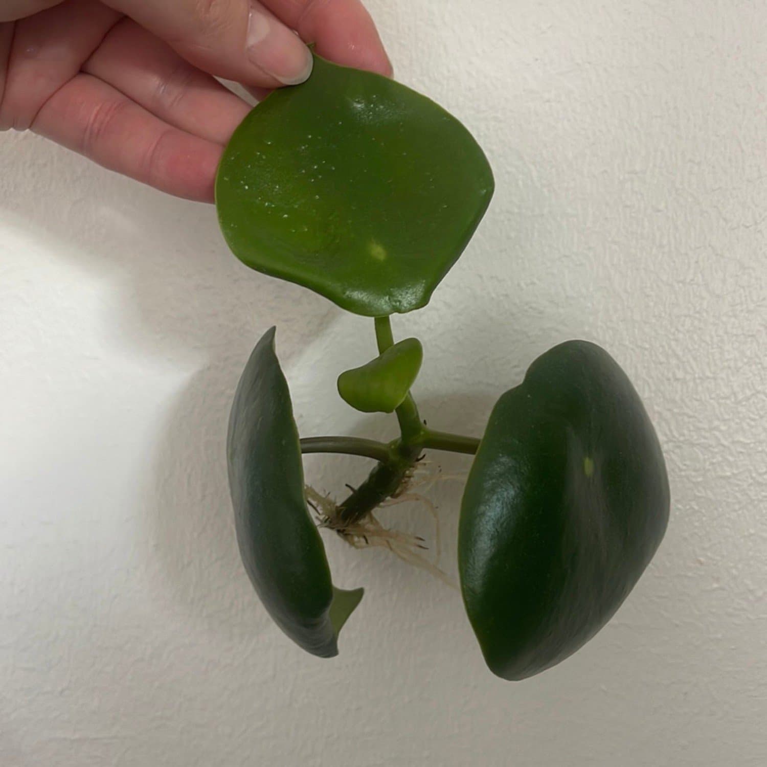 Peperomia "Raindrop”