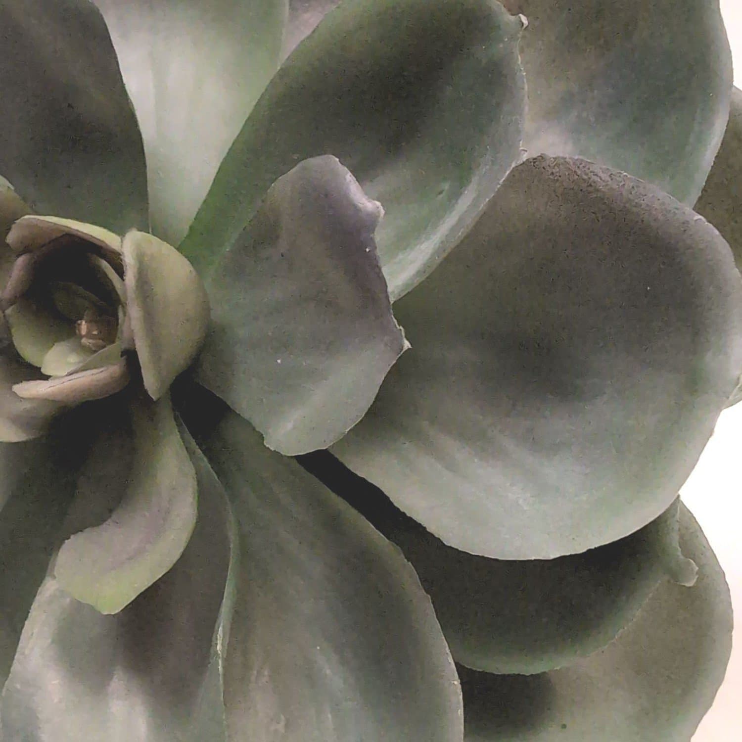 Konstväxt realistisk suckulent 17 cm