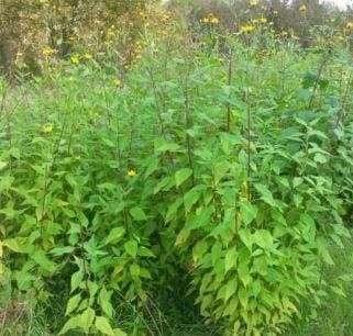 Jordärtskockor för plantering 100 st Bianca